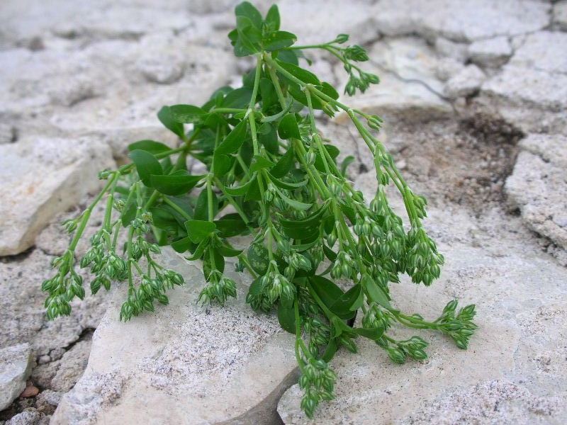 Polycarpon tetraphyllum / Migliarina a 4 foglie